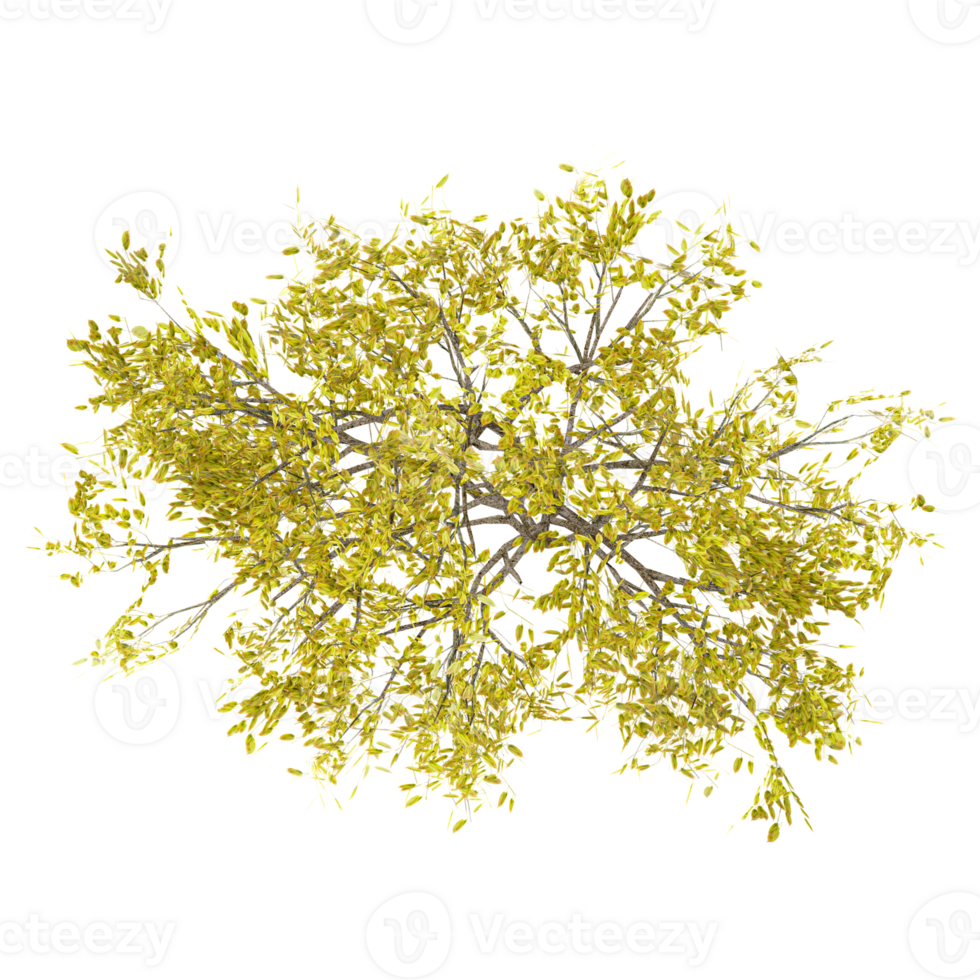 3d illustration of Fraxinus tree isolated on transparent canvas from top view png