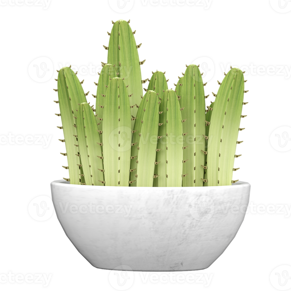 collection of Saguaro Cactus in pot with realistic style png