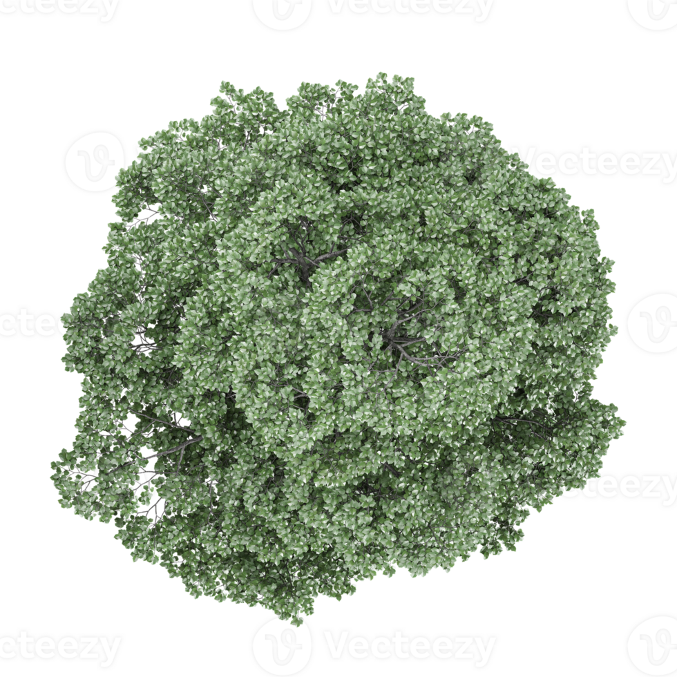 3d illustration of field maple plant isolated on transparent canvas from top view png