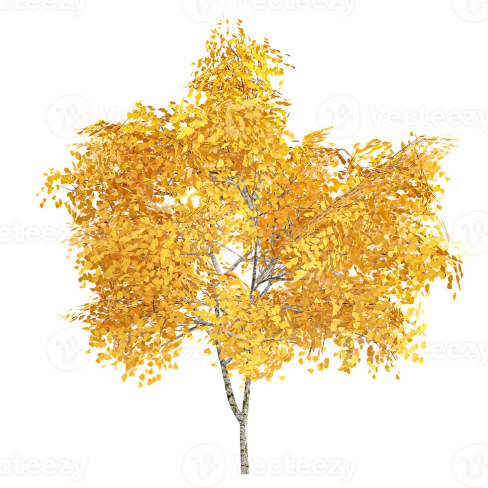 3d rendering of Tilia tree isolated on transparent Canvas png