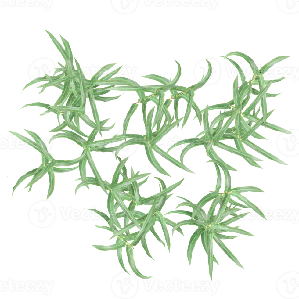 Isolated Green grass on transparent canvas from top view png