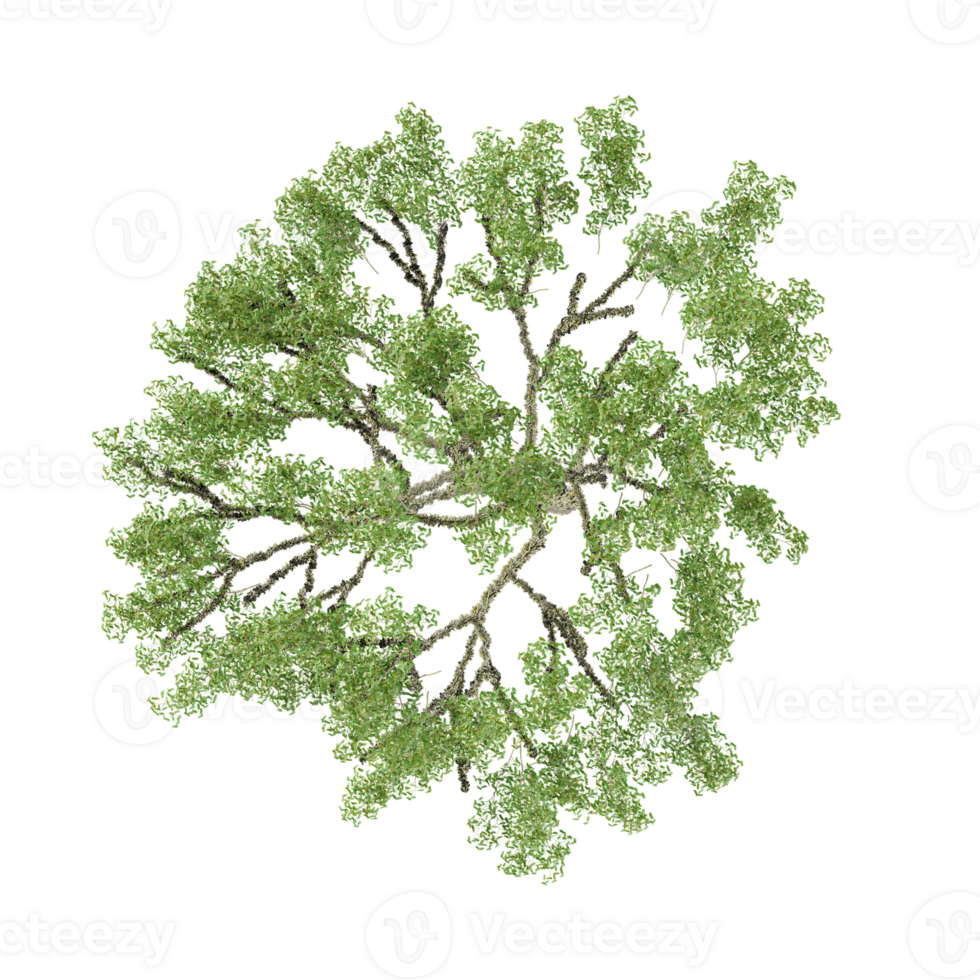 collection of Fagus Sylvatica plant tree with realistic style from top view png