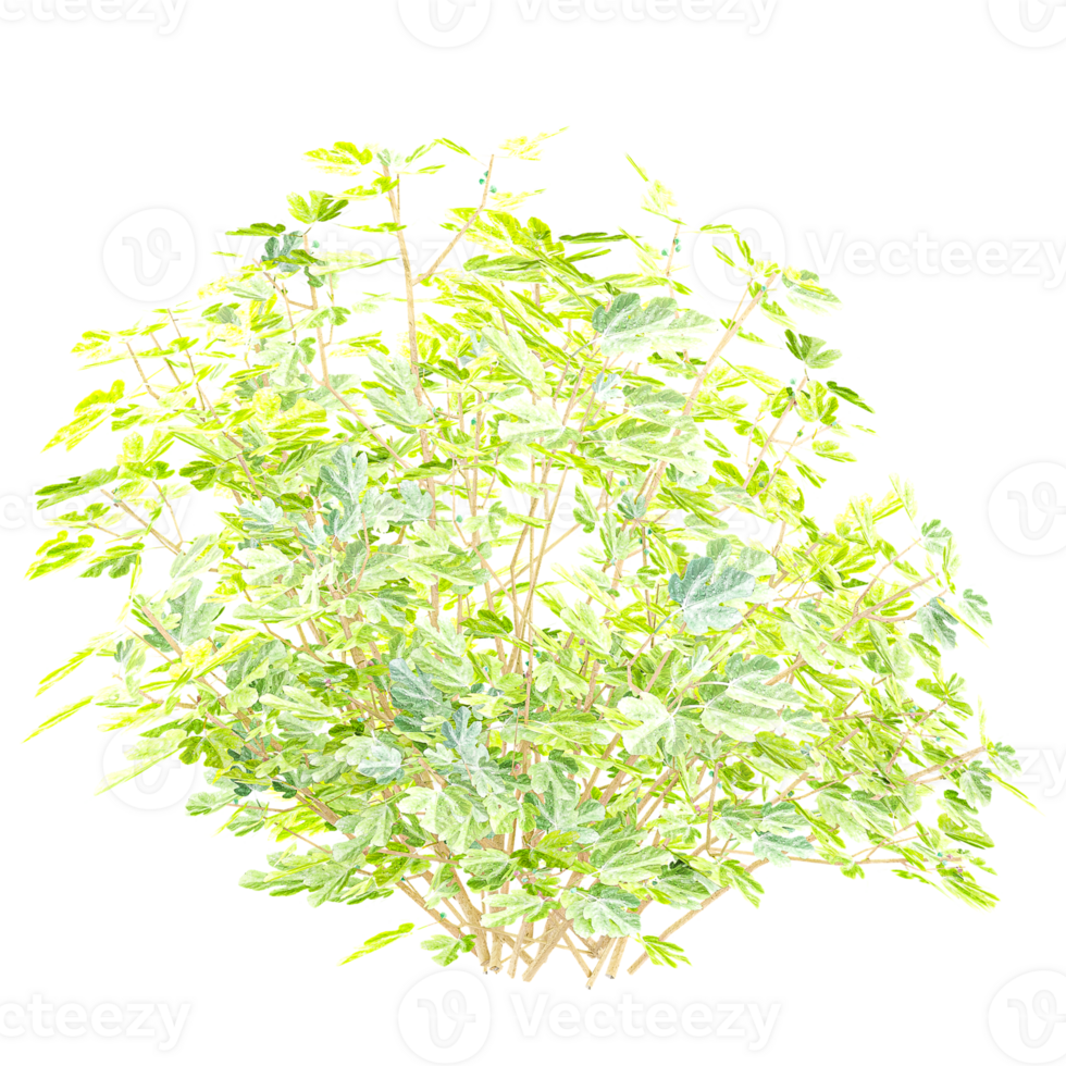 Collection of ficus carica plant isolated on transparent Canvas png