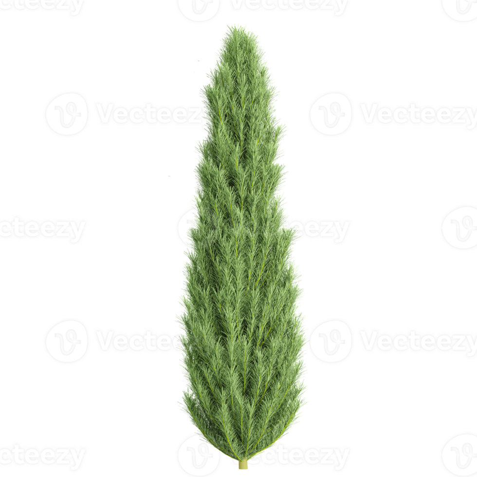 3d illustration of Mediterranean cypress plant isolated on transparent canvas png