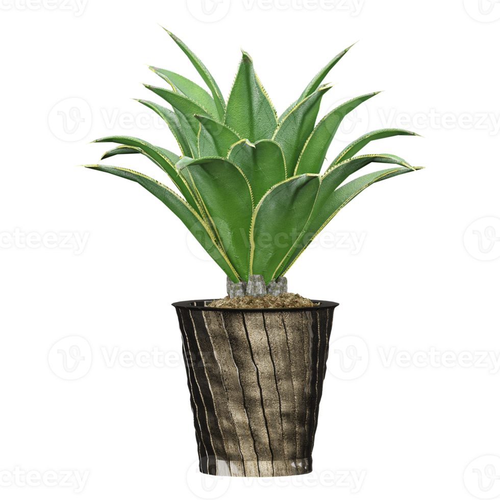 3d rendering of Agave chiapensis in pot isolated on transparent Canvas png