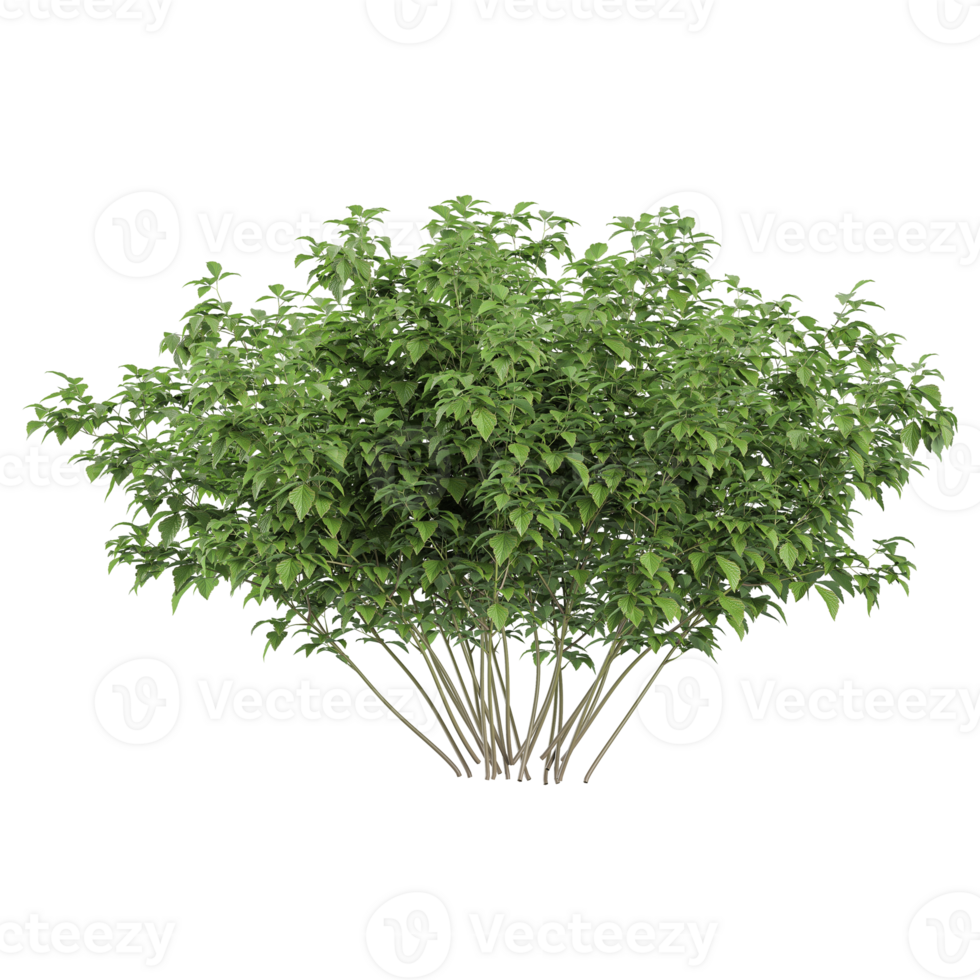 3d rendering of Korean Stewartia tree isolated on transparent Canvas png