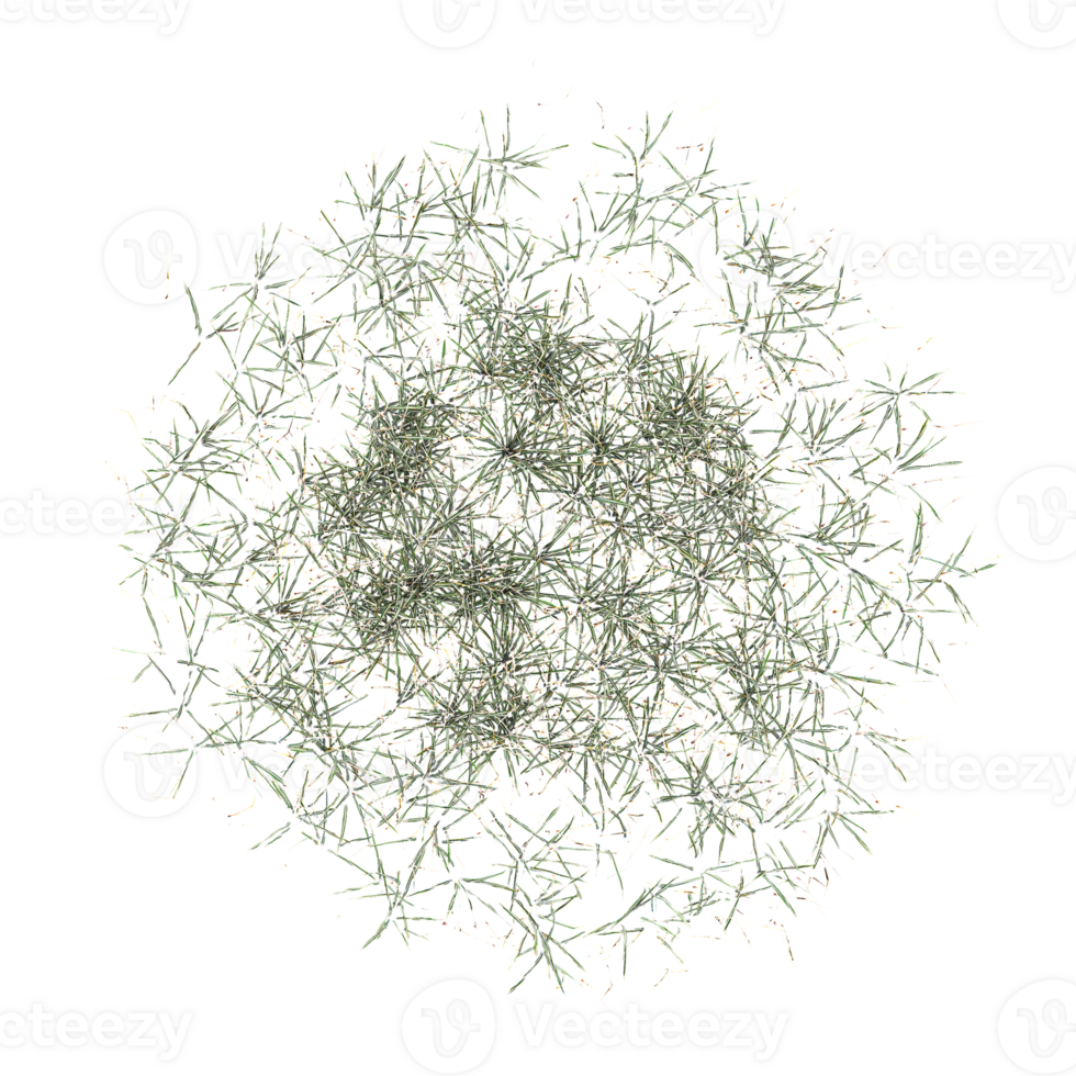 collection of grass isolated on transparent Canvas from the top view png
