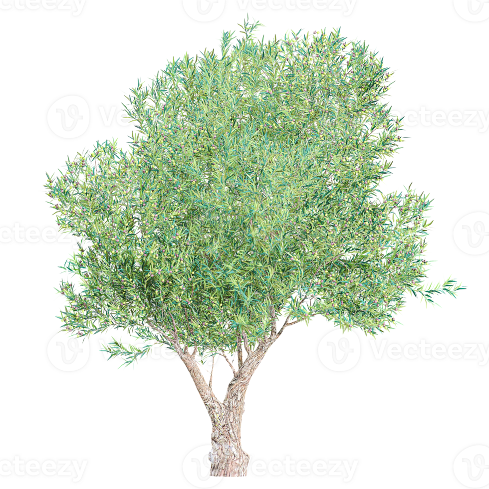 3d rendering of olea europaea plant isolated on transparent Canvas png