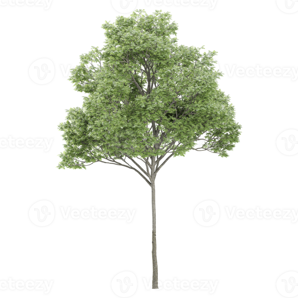 3d illustration of silver plant isolated on transparent canvas png