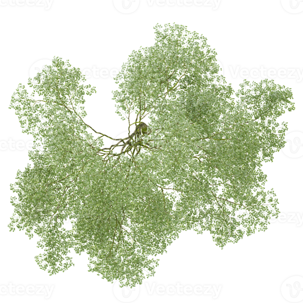 3d illustration of trees isolated on transparent canvas from top view png