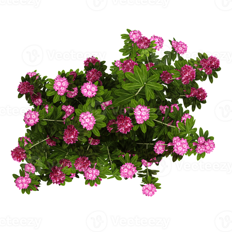 Collection of Azalea flower plant isolated on transparent Canvas from the top view png