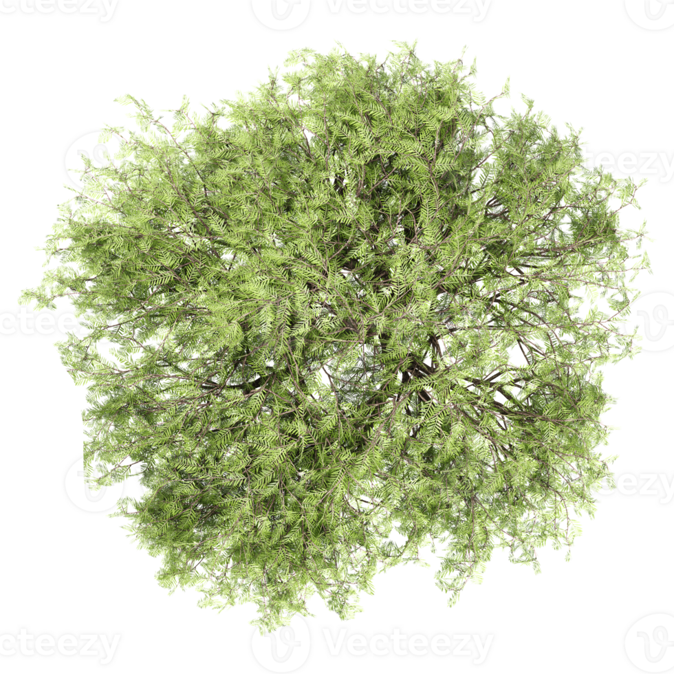 3d illustration of poplar trees isolated on transparent canvas from top view png