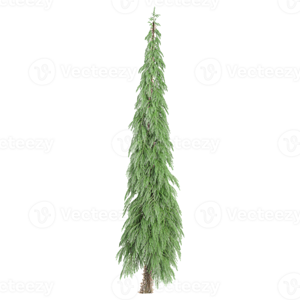 3d rendering of pine tree isolated on transparent Canvas png