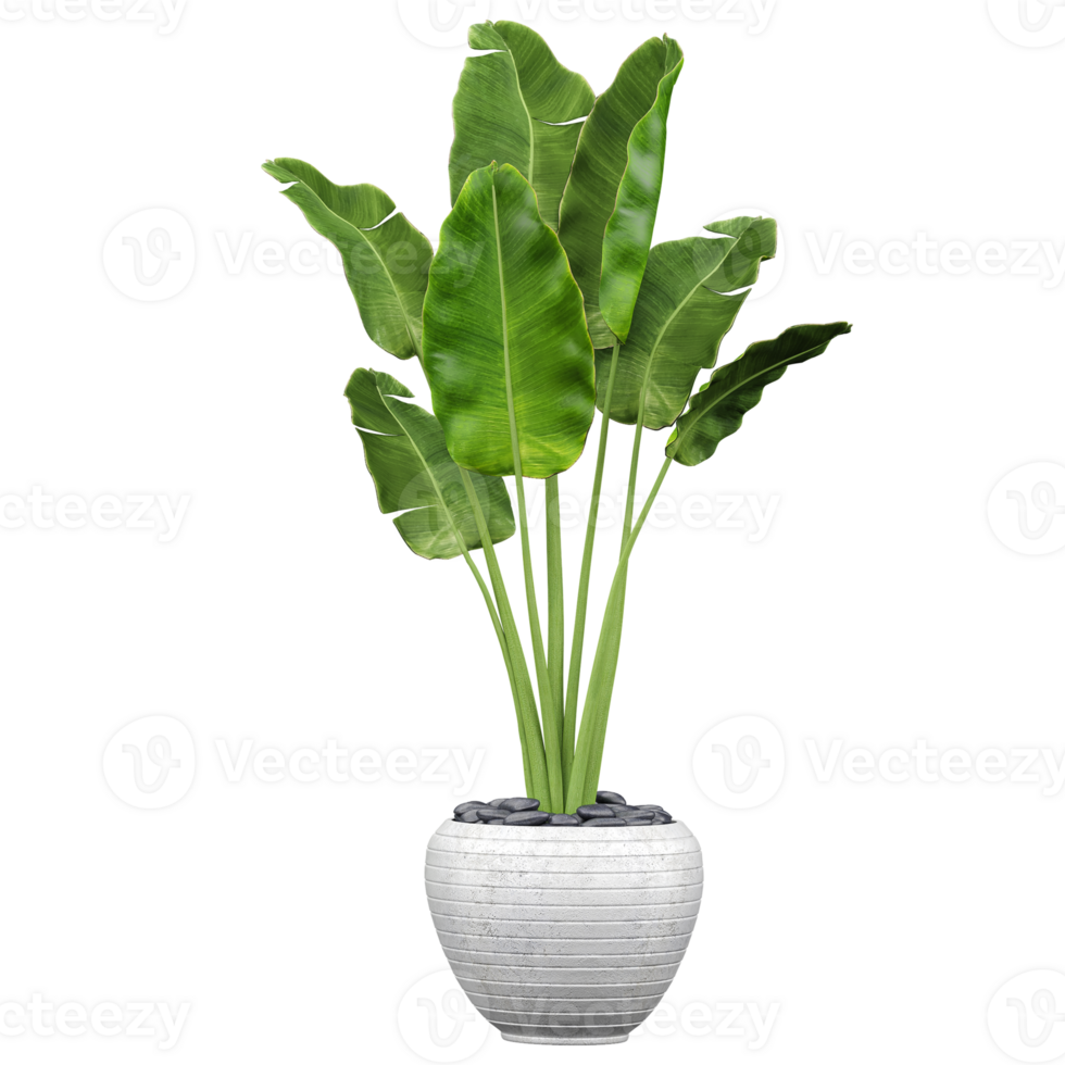 3d illustration of Banana leaf plant in pot isolated on transparent canvas png