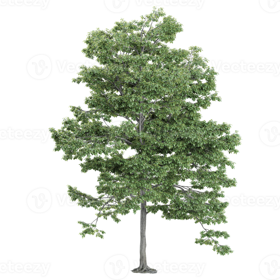 3d illustration of field maple plant isolated on transparent canvas png