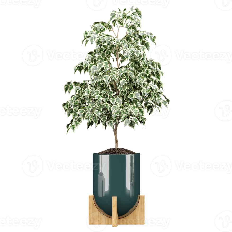 3d rendering of Weeping fig plant in pot isolated on transparent Canvas png