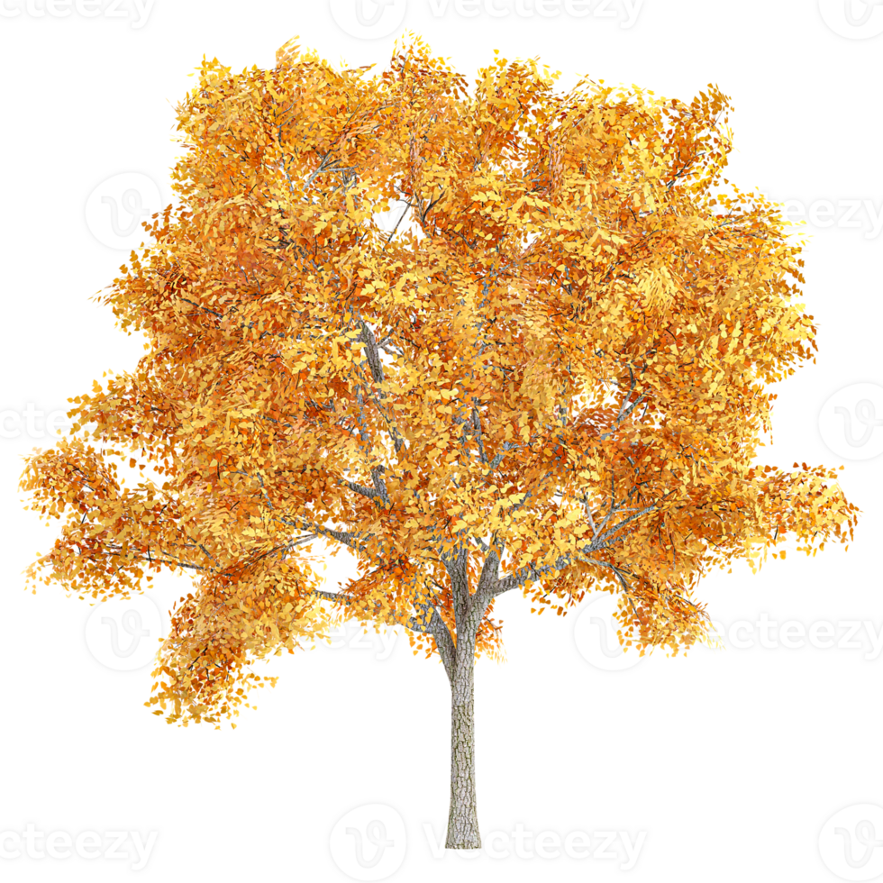 3d rendering of Fraxinus tree isolated on transparent Canvas png