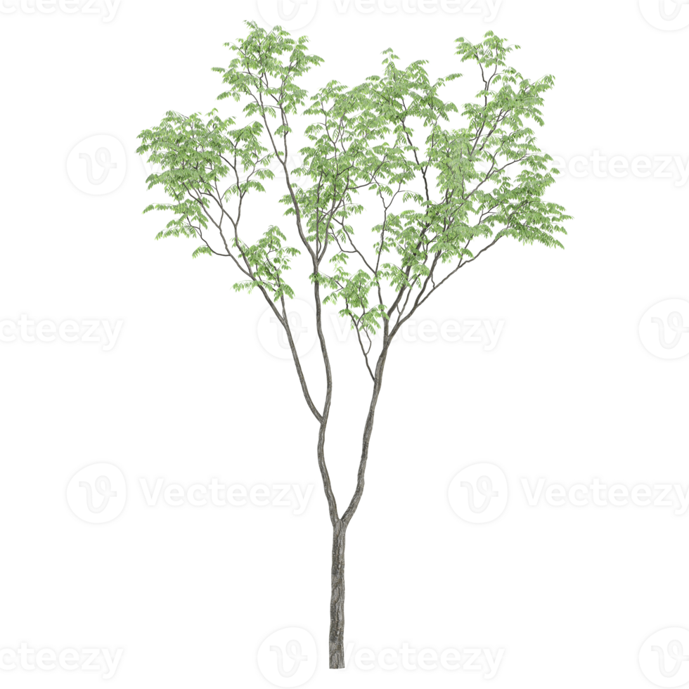 Green beautiful Eucalyptus tree isolated on Canvas png