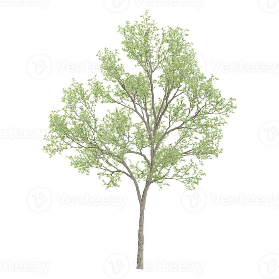 collection of Eucalyptus tree with realistic style png