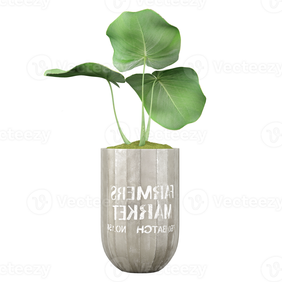 3d Rendering Of Philodendron Indoor Plant in pot With Transparent Canvas png