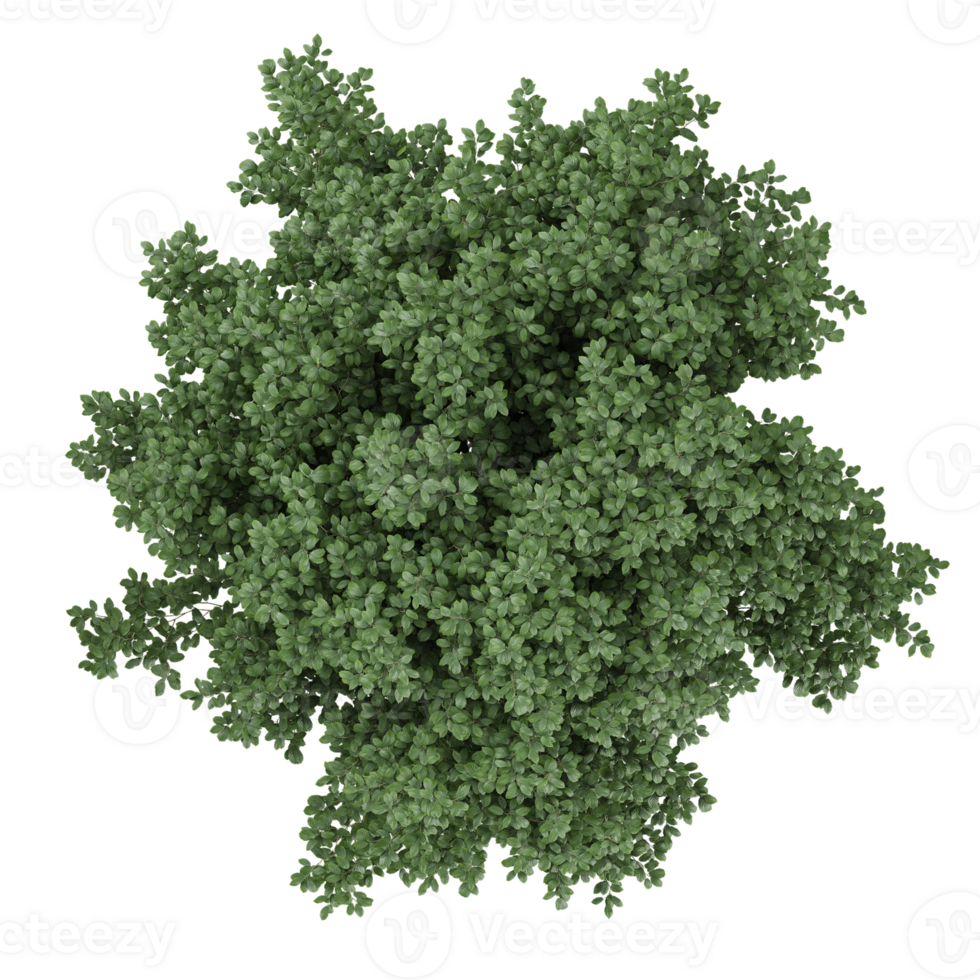 collection of Euonymus bush with realistic style png