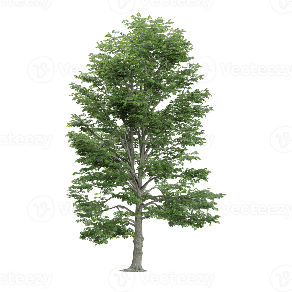 3d illustration of European Aspen tree isolated on transparent canvas png