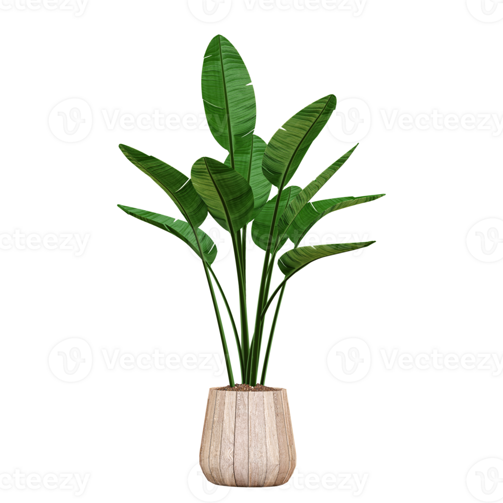 3d rendering of Banana leaf in pot isolated on transparent Canvas png