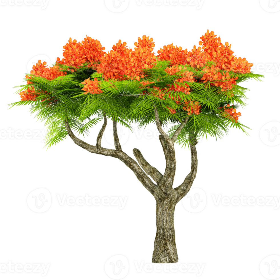 Collection of Royal poinciana plant isolated on transparent Canvas png