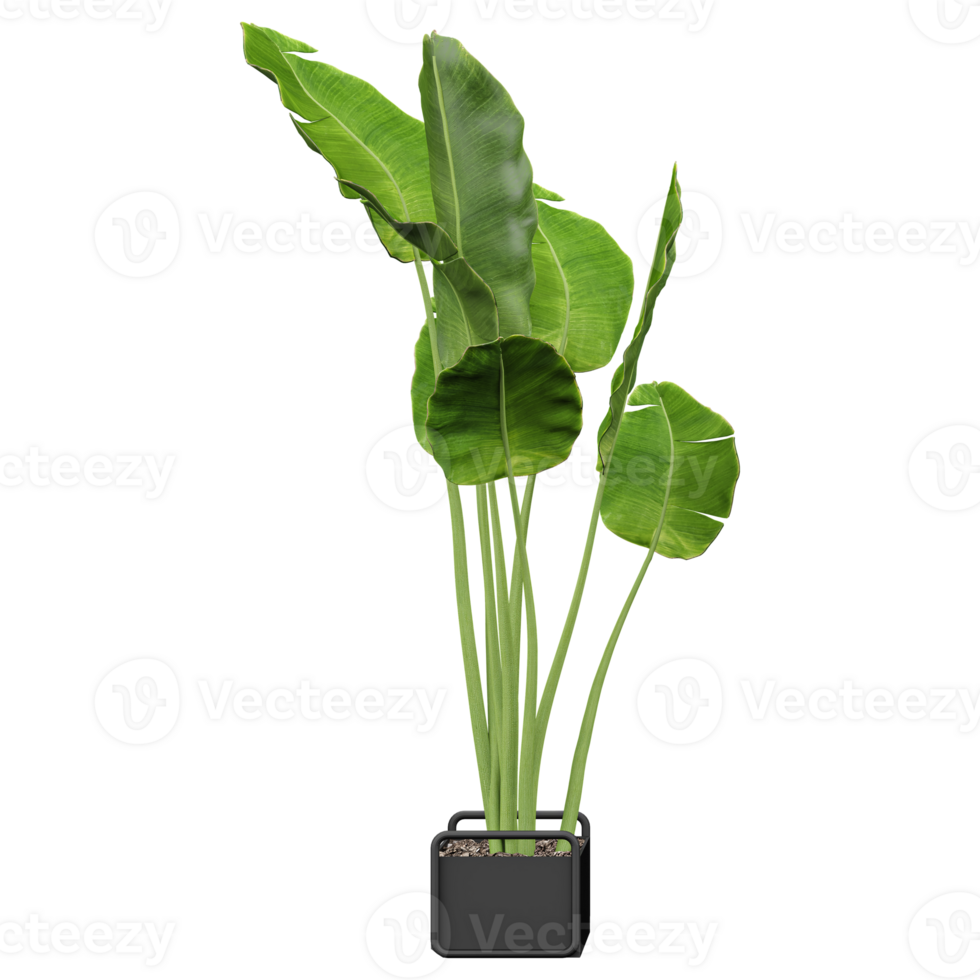 3d rendering of Strelitzia nicolai plant in black Planter Box isolated on transparent Canvas png