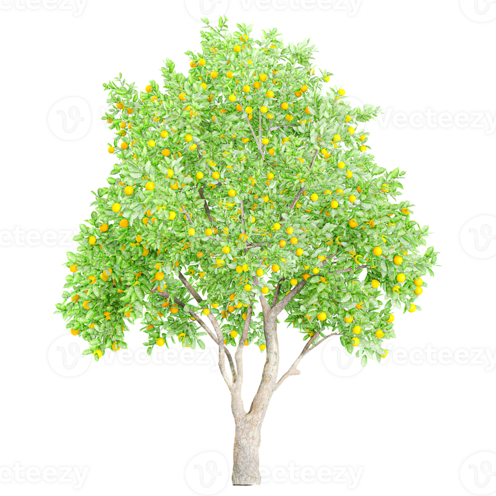Collection of citrus sinensis plant isolated on transparent Canvas png