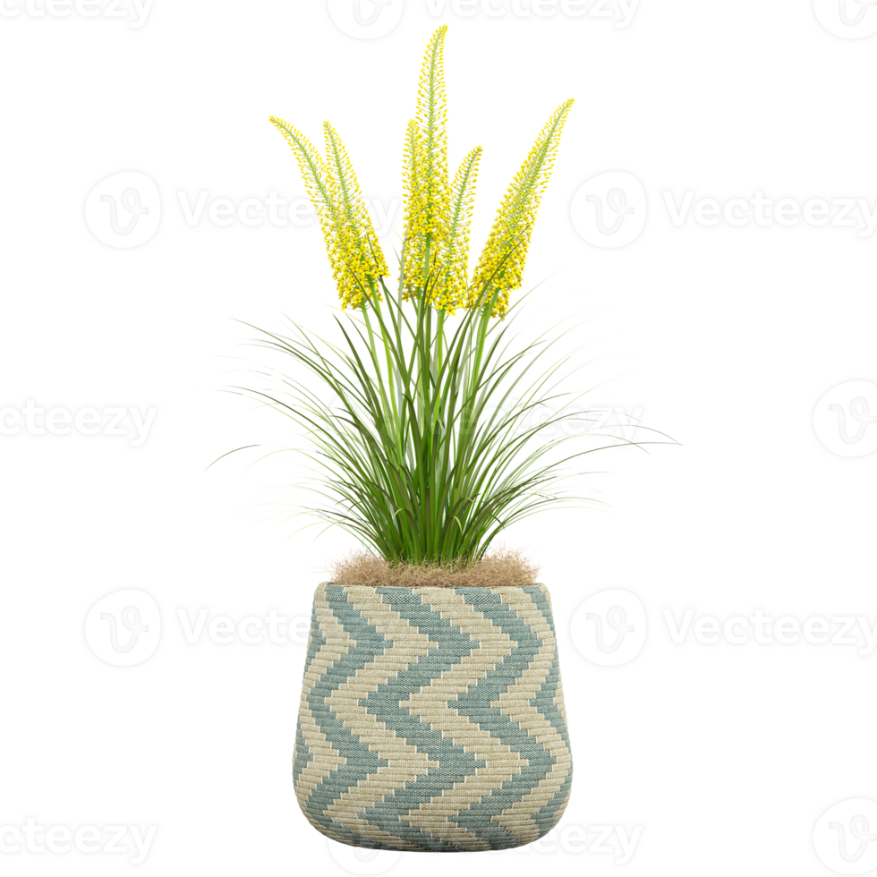 3d illustration of Foxtail lily plant isolated on transparent canvas png