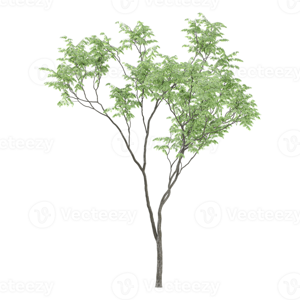 3d illustration of Eucalyptus tree isolated on transparent canvas png