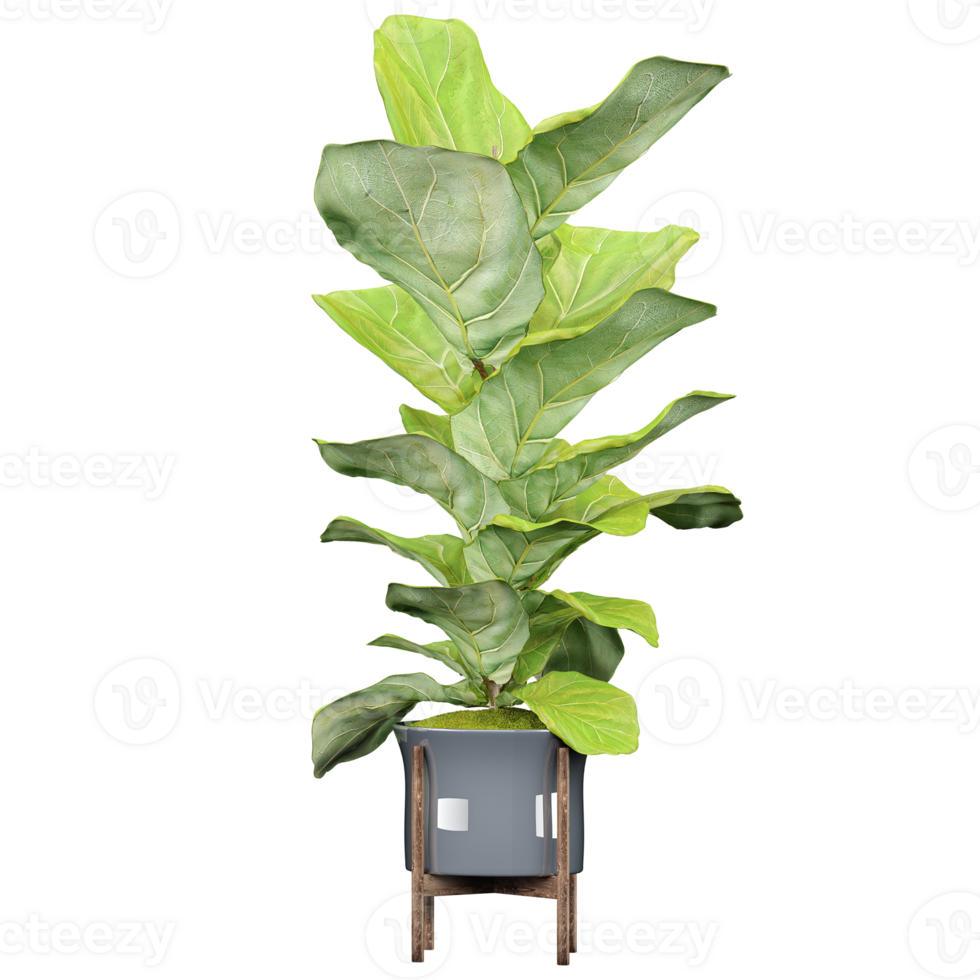 3d illustration of Fiddle-leaf fig plant isolated on transparent canvas png