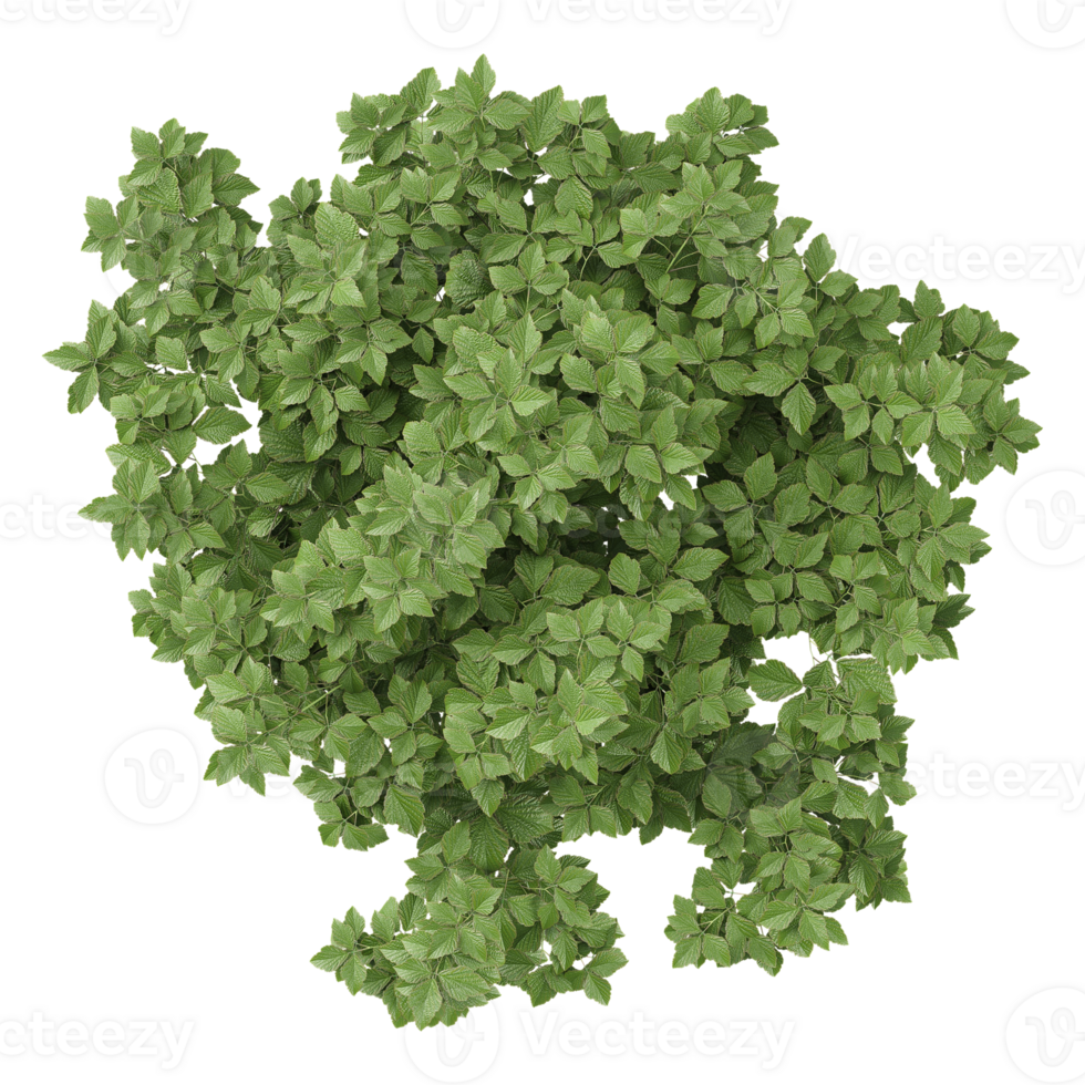 3d illustration of Korean Stewartia tree isolated on transparent canvas png