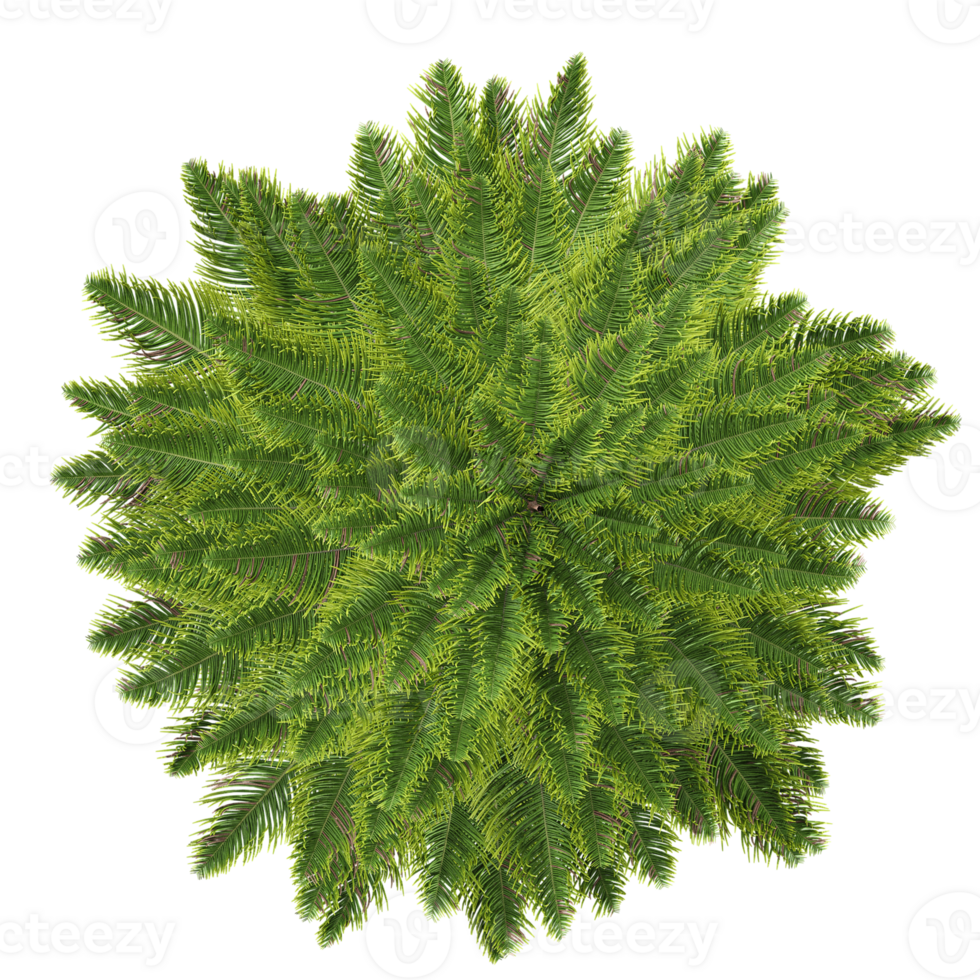 3d illustration of fir tree isolated on transparent canvas from top view png