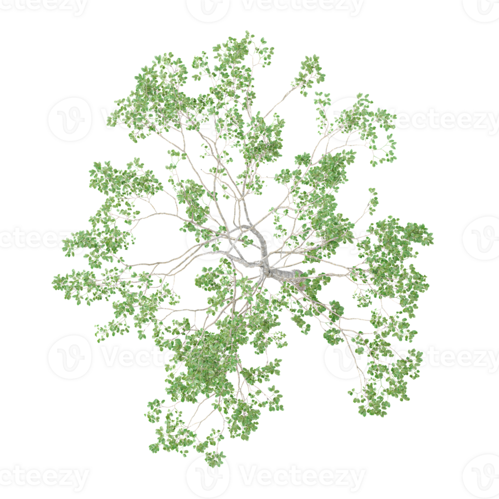 3d illustration of Fagus Sylvatica plant isolated on transparent canvas from top view png