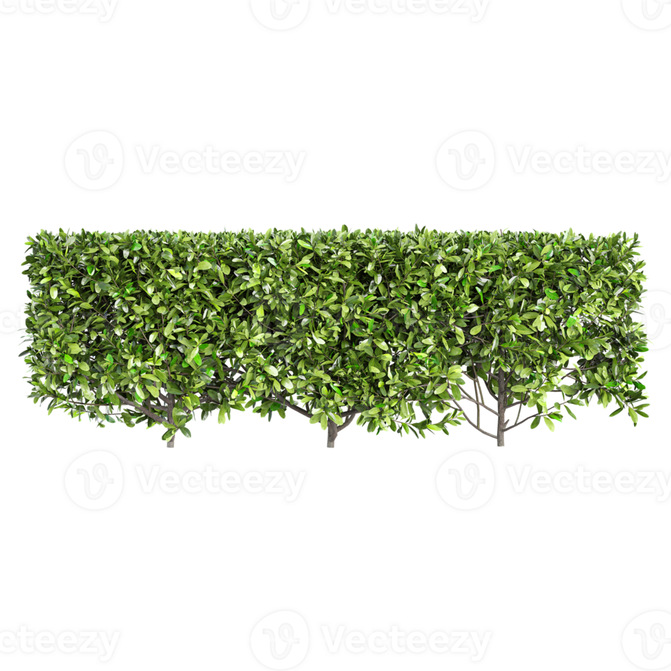 3d illustration of Grecian bay trees isolated on transparent canvas png