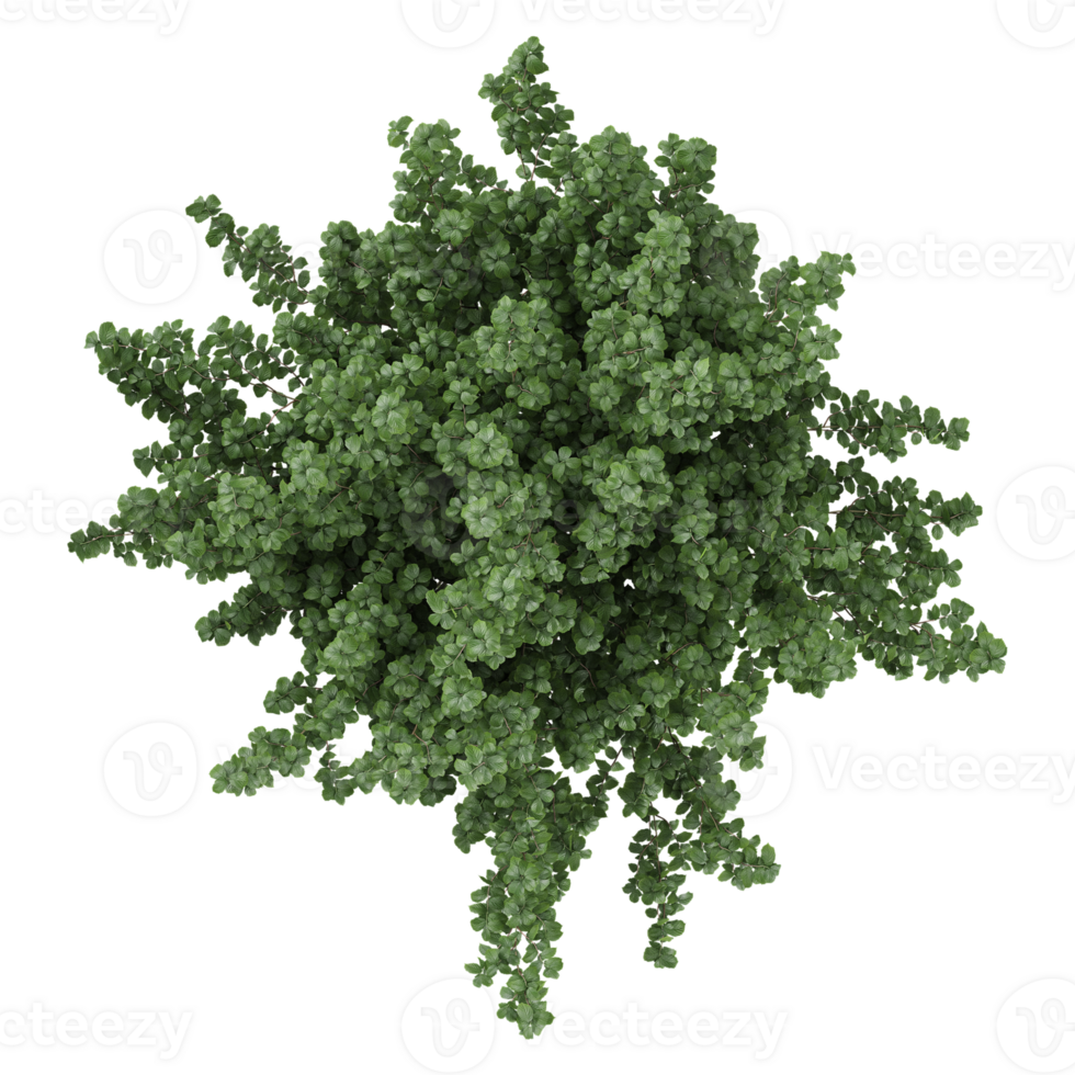 3d illustration of Euonymus bush isolated on transparent canvas png