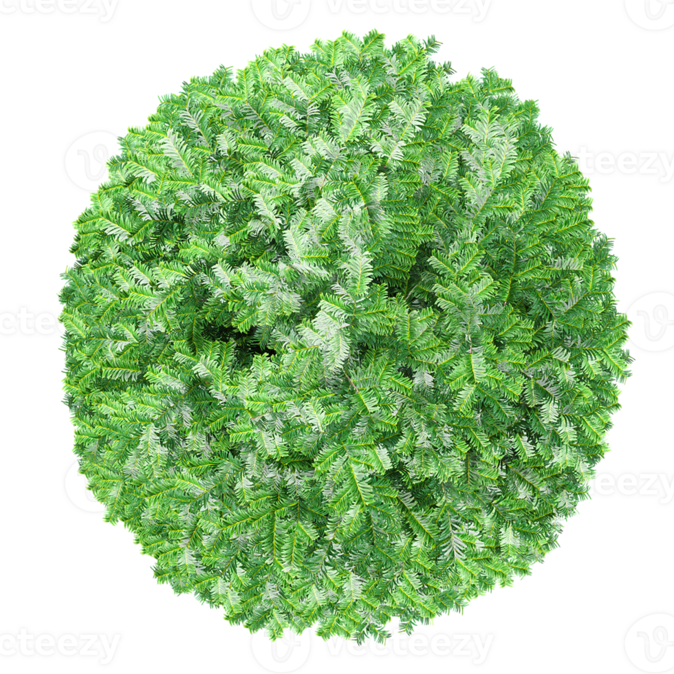 3d illustration of Commo Yew trees isolated on transparent canvas from top view png