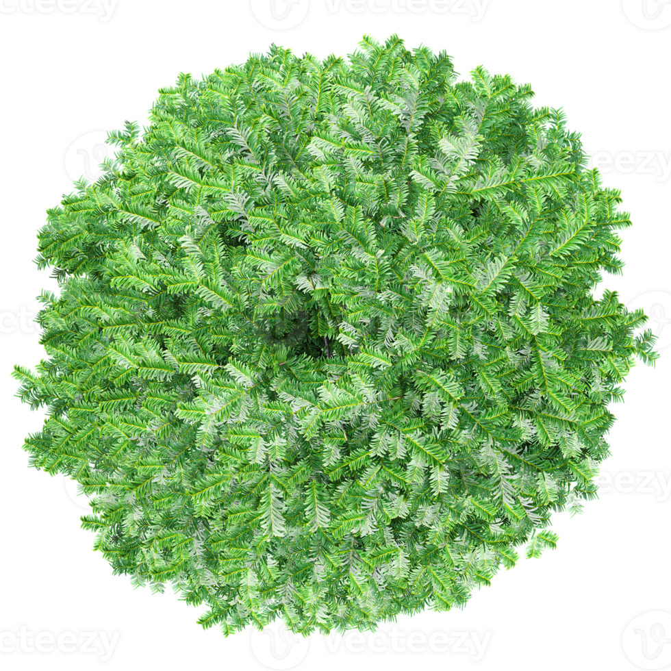 Top view of Commo Yew trees isolated on transparent Canvas png
