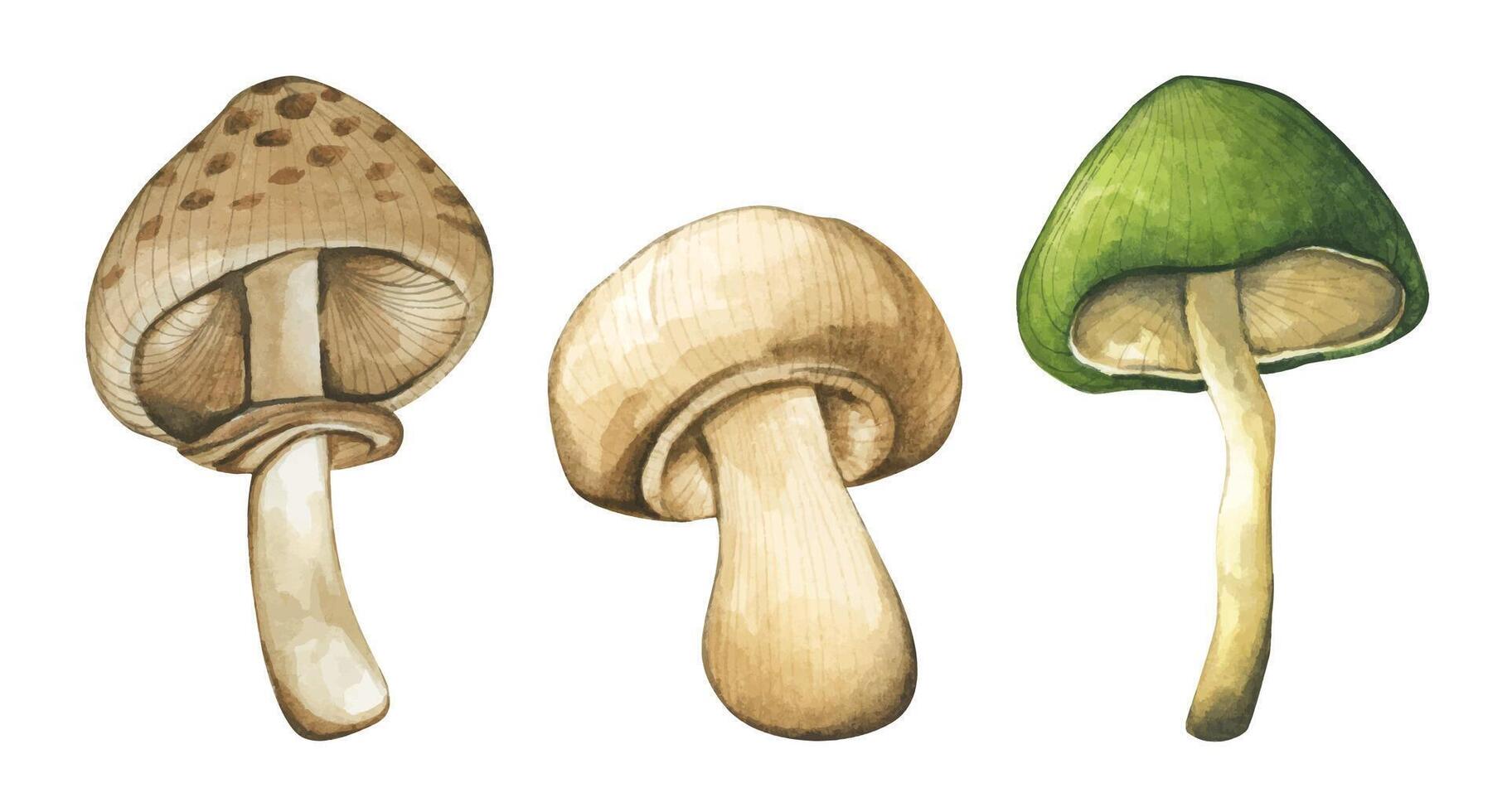 Set of poisonous mushroom elements illustration watercolor style collection. vector