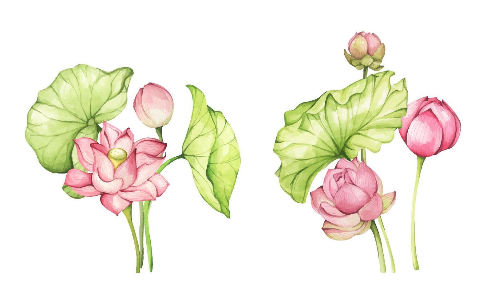 Pink Lotus flowers and leaves. Watercolor illustration. Set of compositions with lotus. Chinese water lily. Design for the design of invitations, fabrics and other items. vector
