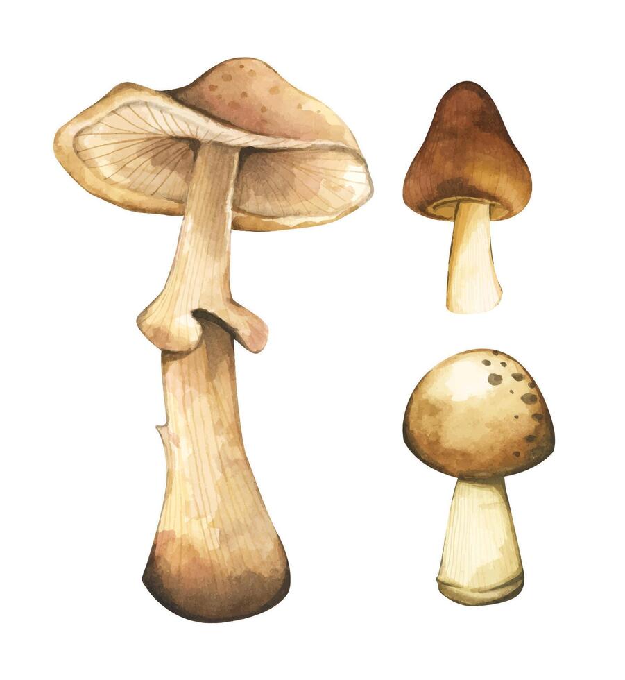 Brown mushrooms elements illustration watercolor style collection. vector