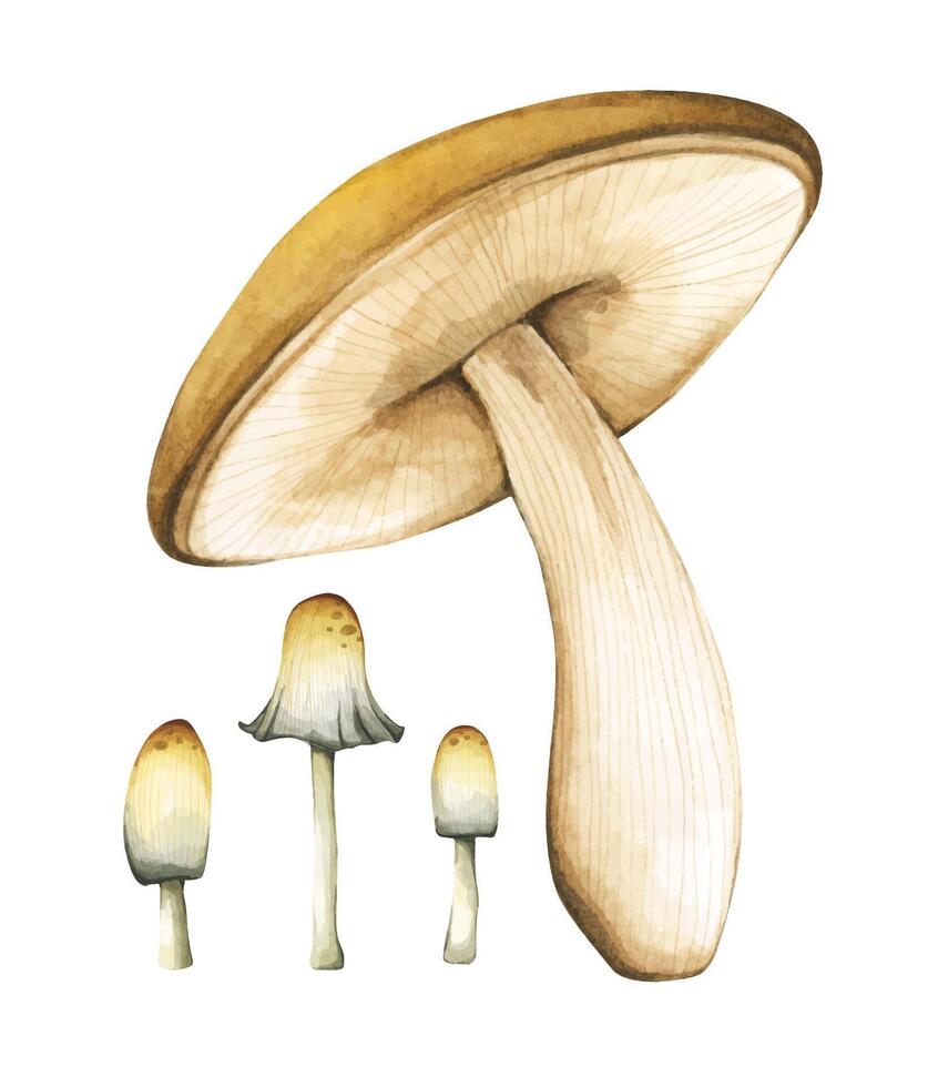 Forest mushrooms elements illustration watercolor style. vector