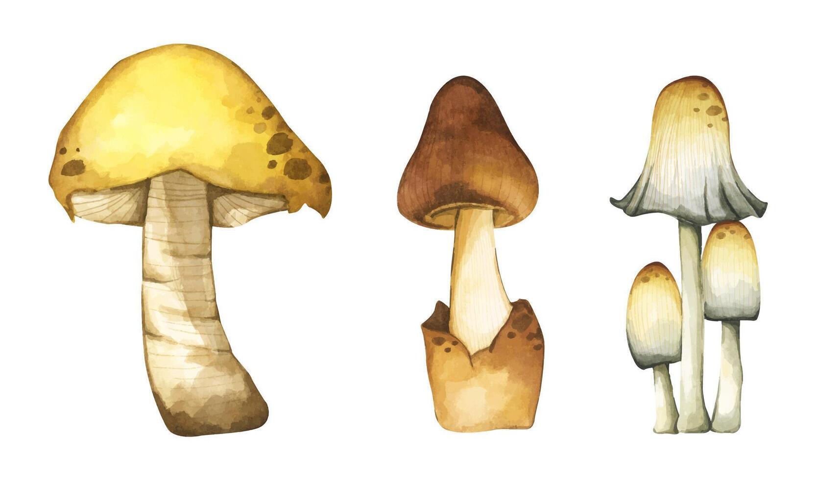 Set of wild mushrooms elements illustration watercolor style collection. vector