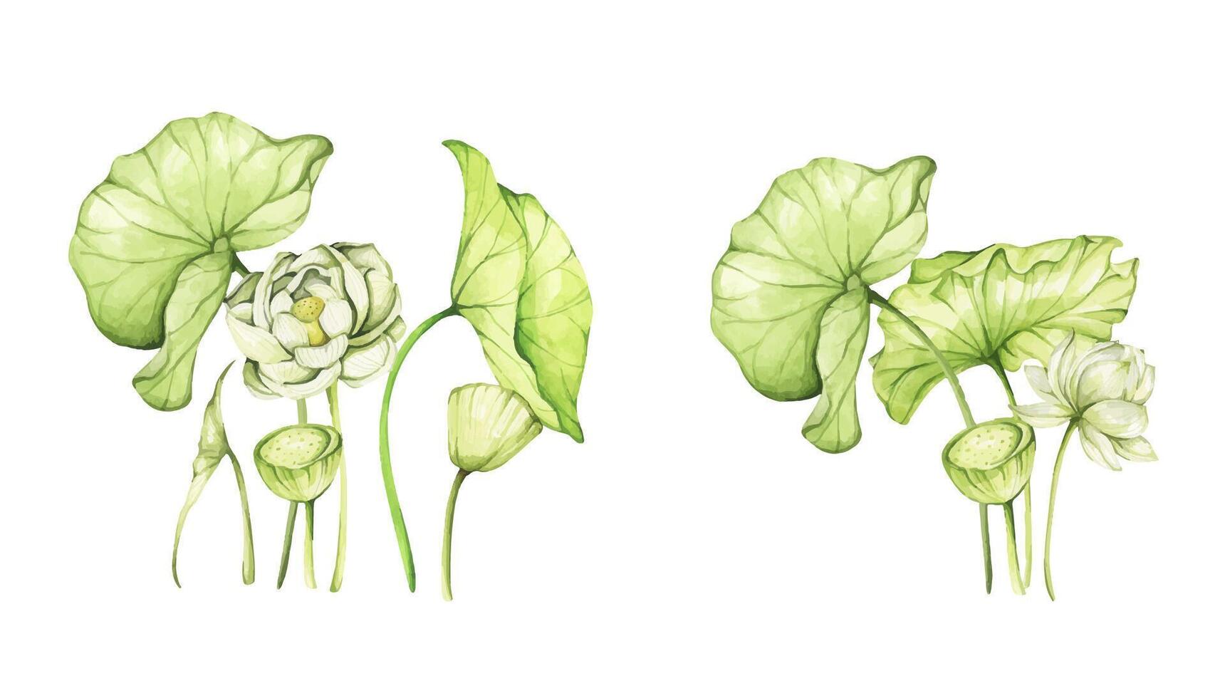 White Lotus flowers. Watercolor illustration. Set of compositions with lotus. Chinese water lily. Design for the design of invitations, fabrics and other items. vector
