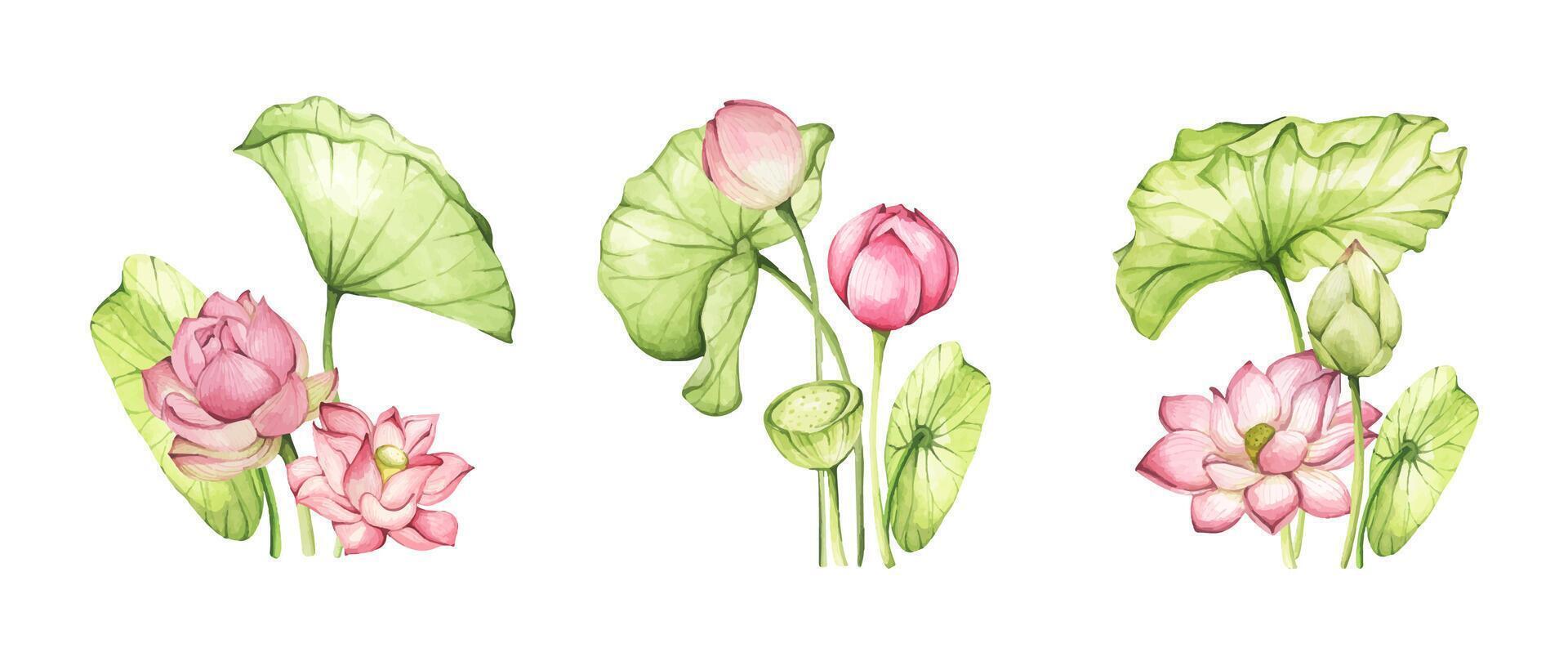Watercolor painting of Pink Lotus flowers. Set of compositions with lotus. Chinese water lily. Design for the design of invitations, fabrics and other items. vector