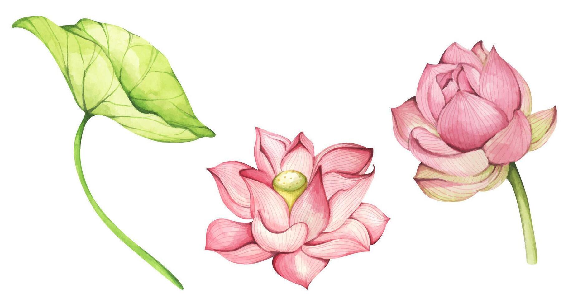 Set of lotus flowers and leaf. Chinese water lily. Watercolor illustration. vector