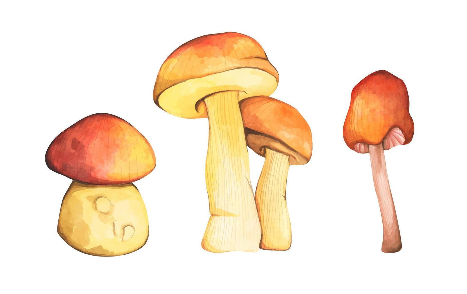 Set of Forest mushrooms elements illustration watercolor style collection. vector