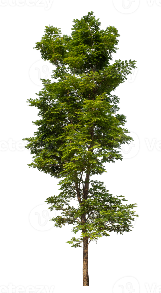 Isolated single tree with clipping path and alpha channel on a transparent picture background. png